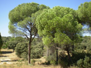 Aspectos procesales en el delito contra el medio ambiente